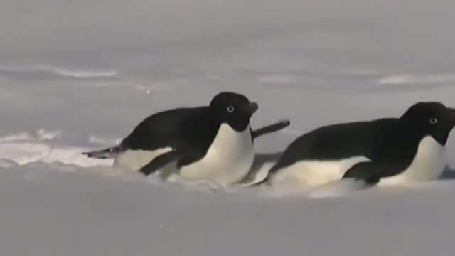 We're going to swim across, and this won't be seen. Wait, let me see