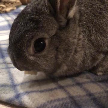 Bunny Eats Apple and Licks Lips After