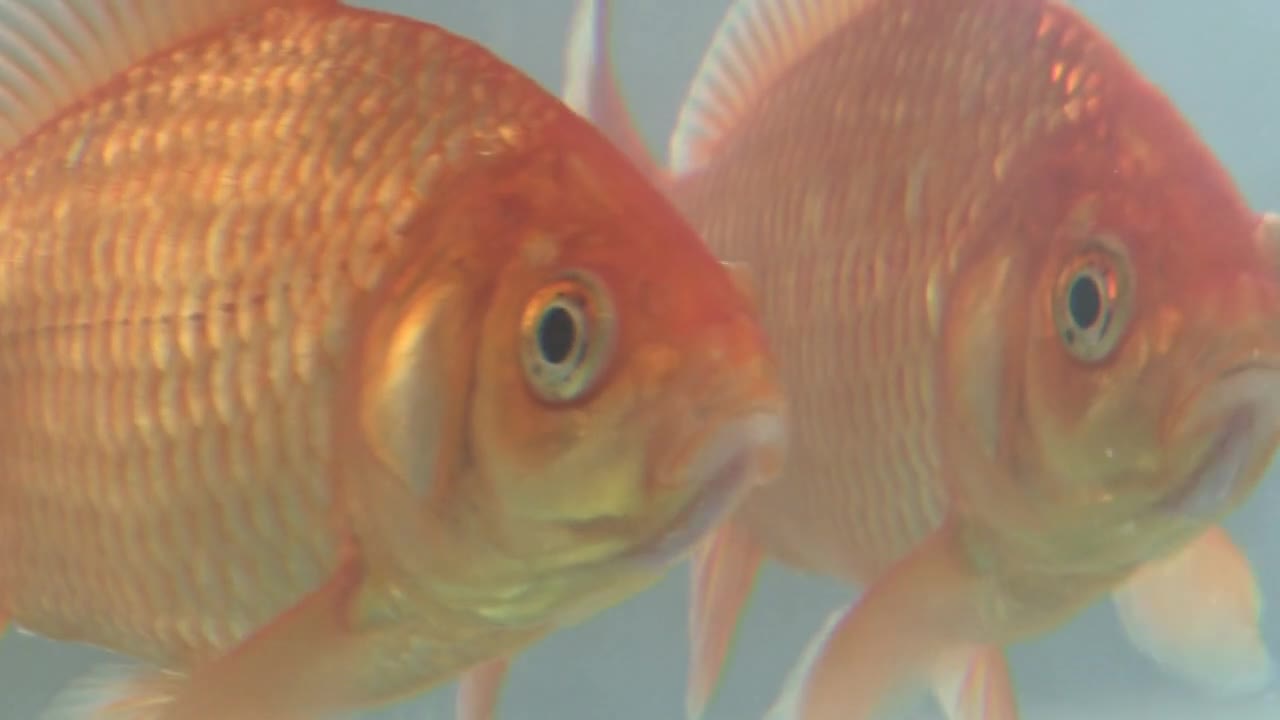 Goldfish Collecting food with Mouth