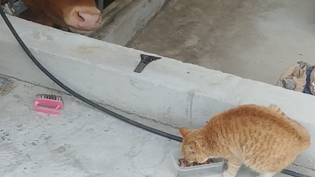 A cat eating and a cow watching it