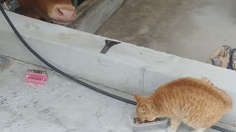 A cat eating and a cow watching it