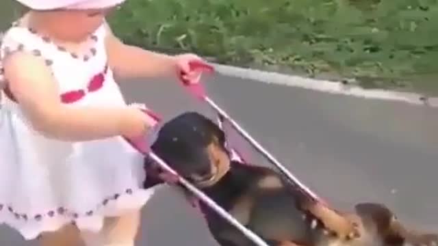 Funny Dog Videos 2021 It's time to LAUGH with Dog's life54