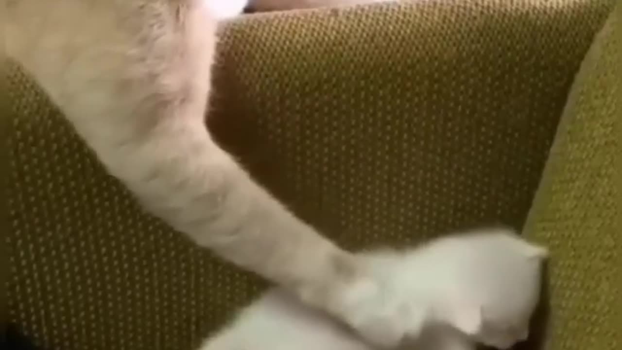 Cute Cats Funny Videos part5