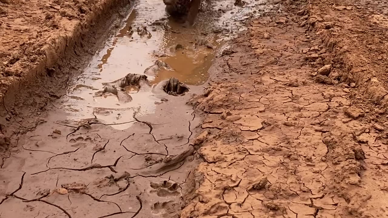 Dog Dives Straight Into Mud