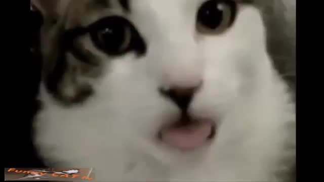 Best Funny Cat and Cute