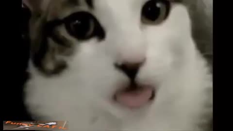 Best Funny Cat and Cute