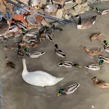 Morning at the zoo. Feeding the birds.