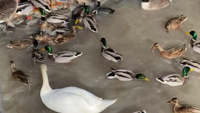 Morning at the zoo. Feeding the birds.