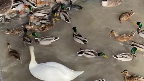 Morning at the zoo. Feeding the birds.