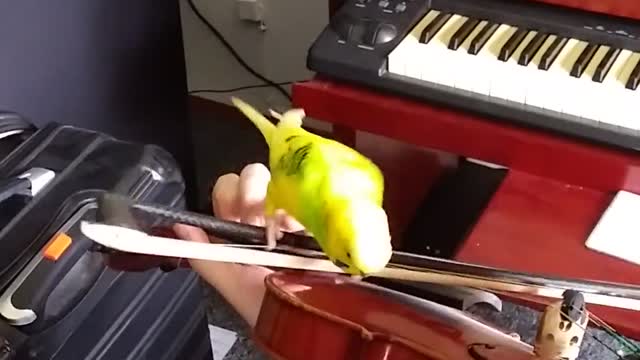 Bouncy Budgie Enjoying Ride on Violin Bow