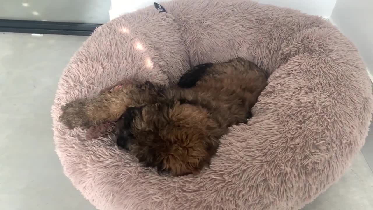 CACHORRO HERMOSO CON SU CAMITA