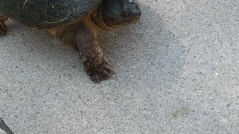 Saved this turtle in the road