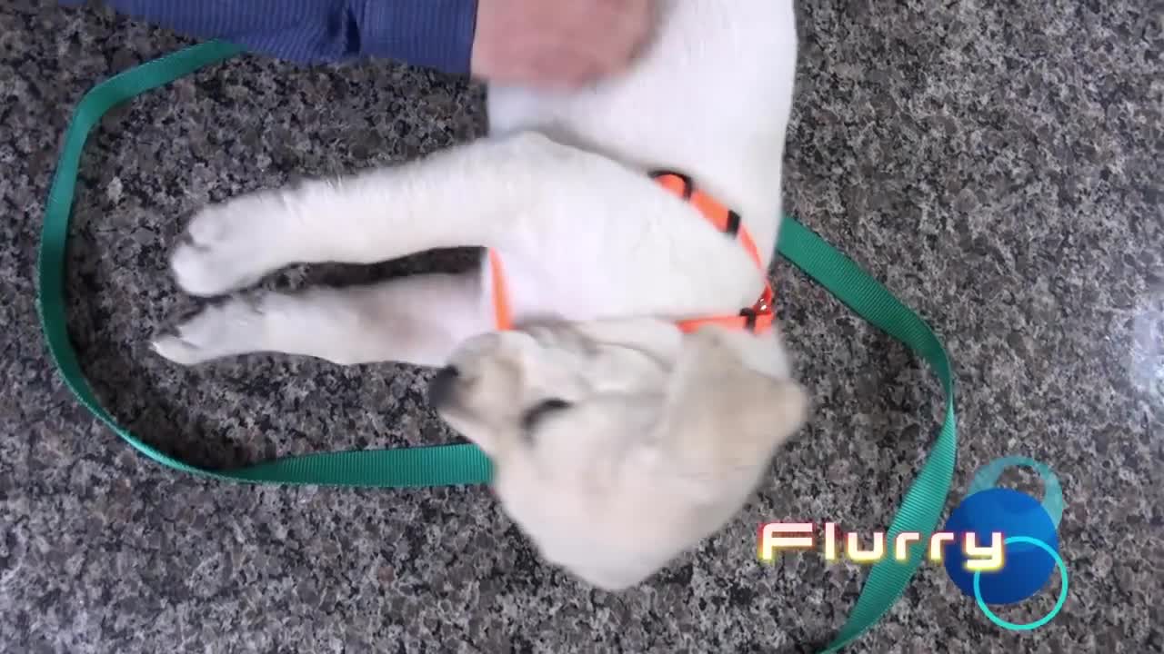 How to Leash Train your Puppy!