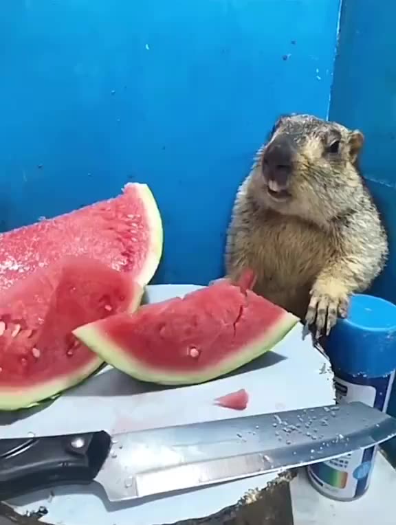 Don't teach me how to cut a watermelon! Teach me how to eat a watermelon!