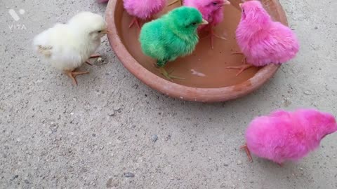 Lovely Hens Baby Chicks Many Coloured chicks Fun with Water