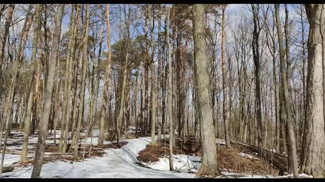 Sheppard's Bush Trail Walk