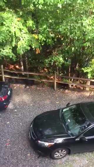 Bear Sneaks Into SUV And Rips It Apart