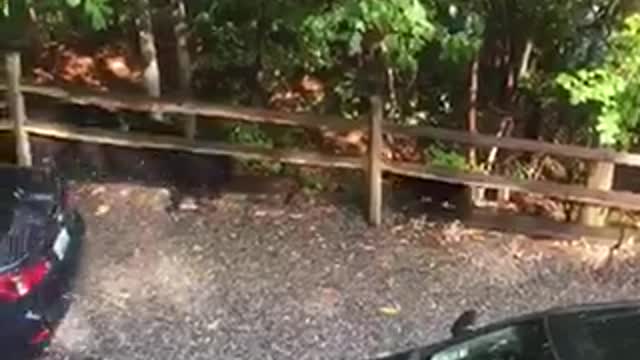 Bear Sneaks Into SUV And Rips It Apart