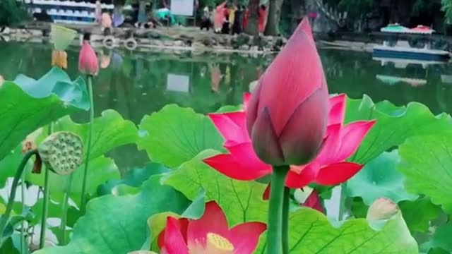 beautiful lotus