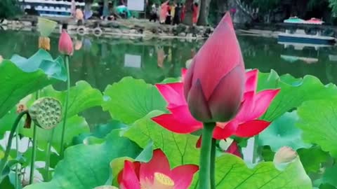 beautiful lotus