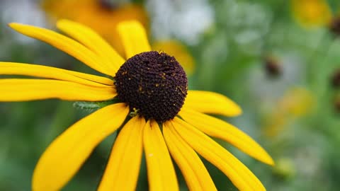 Slow motion footage of a bee collecting polen from a yellow flower