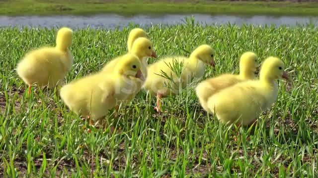 beautiful duck birds pets