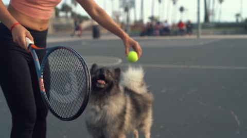 dog and tennis balls