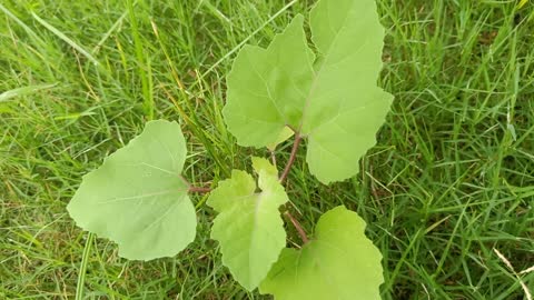 What kind of plant is this, small but pretty