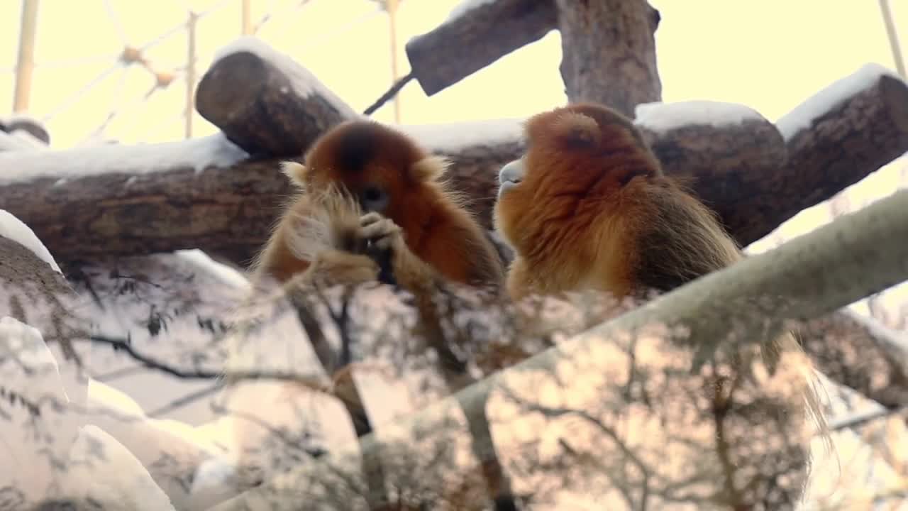 Wild life short clip.