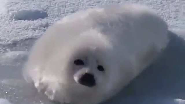 Seal baby 🙈❤️