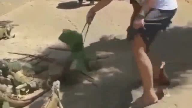 A women playing with Chameleon