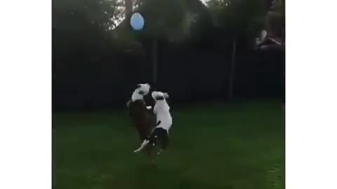 Funny animals funny animals 😂😂😂😂😂😂😂