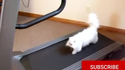 Cats and Cardio!!! Cute Cat working out on treadmill!