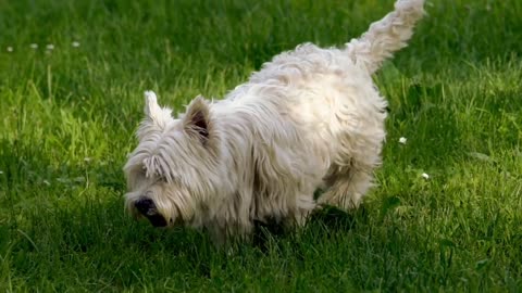 The cutest baby Animals on the word