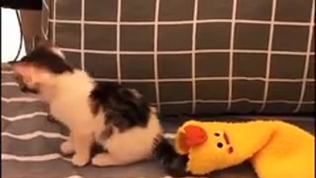 Funny Animals videos 2022