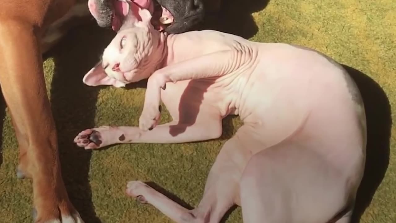 Hairless Cats Team Up To Annoy Their Favorite Dog | The Dodo Odd Couples