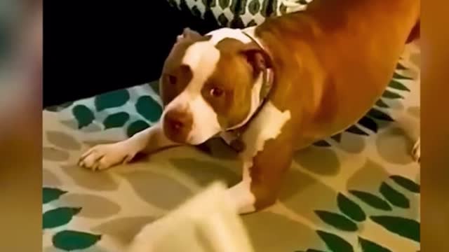 Best funny animals videos you must enjoy