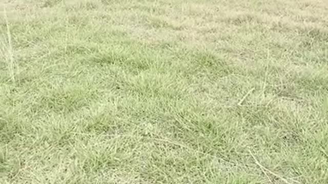 Sitisfying Mix#asmr#oddly satisfying#satisfying video#oddly satisfying video#shorts
