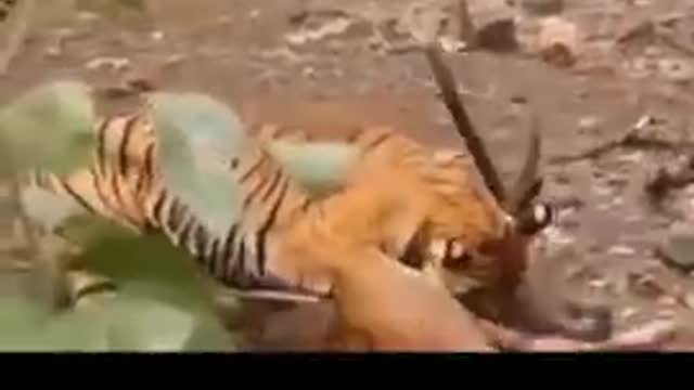 Could the tiger kill a big prey