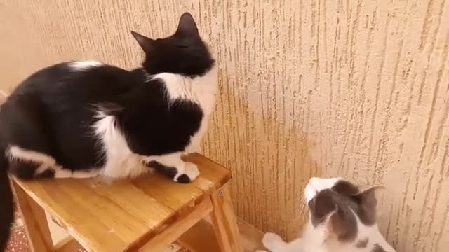 Cute_Cat_Tries_To_Touch_Other_Cat trending