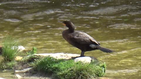 Cormorant