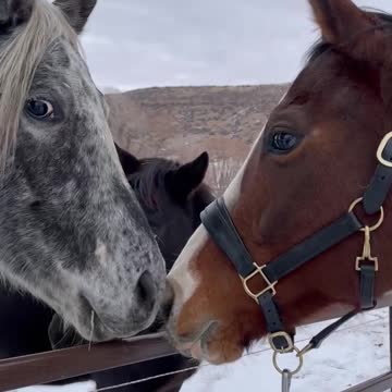 Horse excited to see friends!