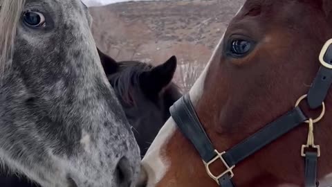 Horse excited to see friends!