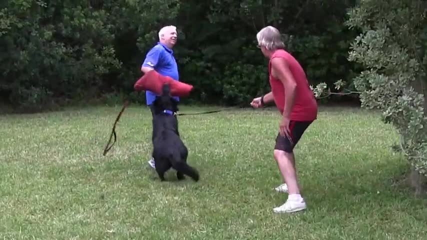 How to train your dog to a dog aggressive with a few trick