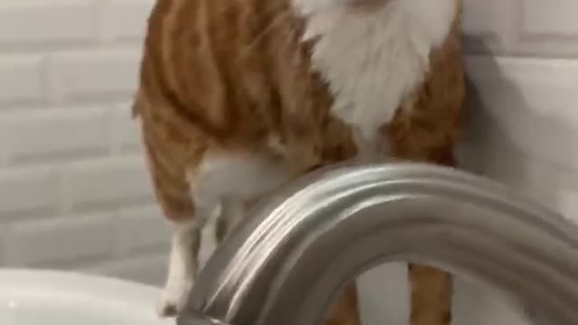 Cat don't like Water