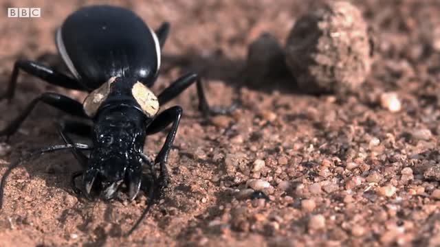 Bombardier Beetle Sprays Acid From Its Rear | Life | BBC Earth