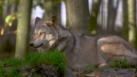 wolves in nature