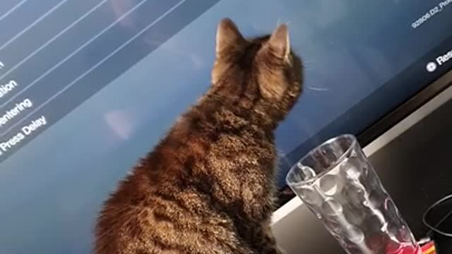 Fanny cat video fan