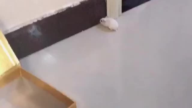 Cute cat scared 🤗🤗,