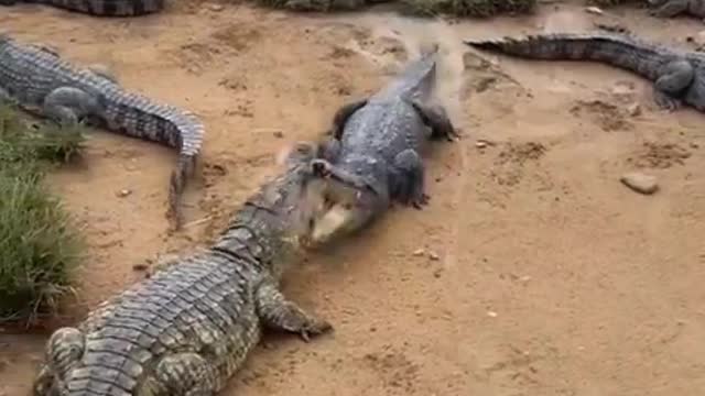 when crocodile hungry so eats